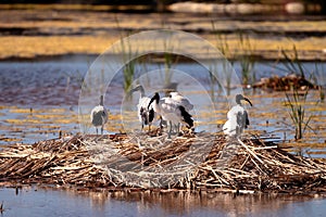 African Sacred Ibis on nest