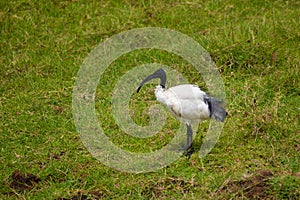 african sacred ibis in a protected volcano crater in African Ngorongoro. photo