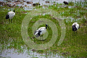 african sacred ibis in a protected volcano crater in African Ngorongoro. photo