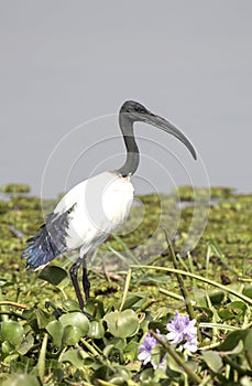 African sacred ibis standing on the boggy shore of Lake Albert a