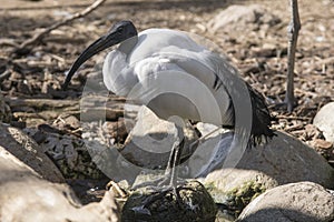 African sacred ibis in a sunny day