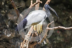 African sacred ibis, Threskiornis aethiopicus