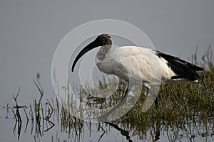 The African Sacred Ibis (Threskiornis aethiopicus)