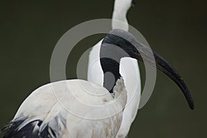 African Sacred Ibis - Threskiornis aethiopicus