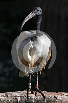 African sacred ibis (Threskiornis aethiopicus).