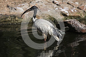 African sacred ibis (Threskiornis aethiopicus).