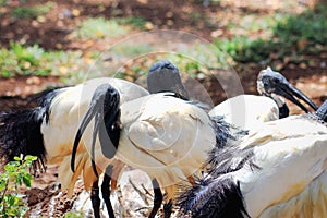 African sacred ibis Threskiornis aethiopicus