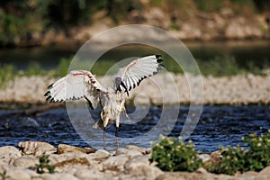 African sacred ibis Threskiornis aethiopicus, Crema, Italy