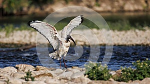 African sacred ibis Threskiornis aethiopicus, Crema, Italy