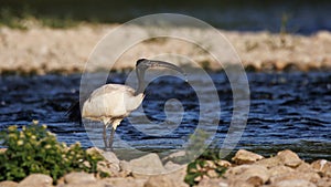 African sacred ibis Threskiornis aethiopicus, Crema, Italy