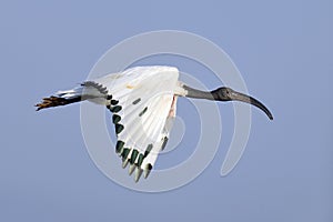 African Sacred Ibis (Threskiornis aethiopicus) in Flight