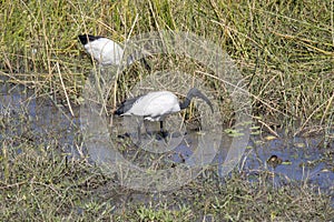 African sacred ibis, Threskiornis aethiopicus, looking for food in marsh Moremi National Park, Botswana