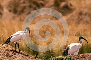 African Sacred Ibis Threskiornis aethiopicus in the Maasai Mara Triangle National Game Reserve And Conservation Areas Exploring Af