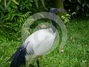 African sacred ibis Threskiornis aethiopicus roaming in Park