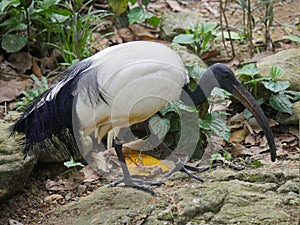 African sacred ibis Threskiornis aethiopicus roaming in Park