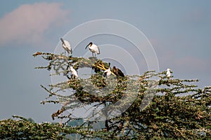 African sacred ibis Threskiornis aethiopicus is a species of ibis, a wading bird of Threskiornithidae family.