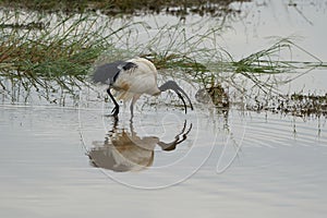 African sacred ibis Threskiornis aethiopicus wading bird Kenya Threskiornithidae in Ancient Egypt linked to the god