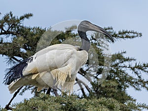 The African sacred ibis on a tree
