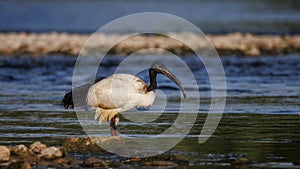 African sacred ibis in the water Threskiornis aethiopicus, Crema, Italy