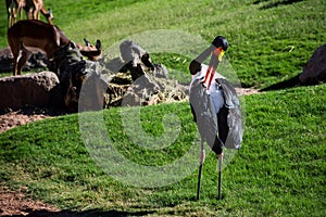 African Saddle-billed Stork