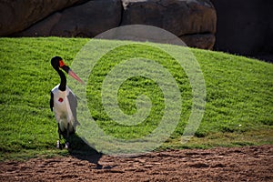 African Saddle-billed Stork