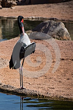 African Saddle-billed Stork