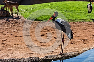 African Saddle-billed Stork