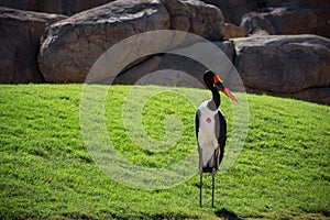 African Saddle-billed Stork