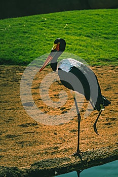 African Saddle-billed Stork