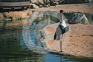 African Saddle-billed Stork