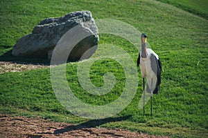 African Saddle-billed Stork