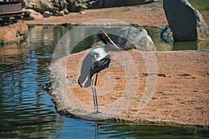 African Saddle-billed Stork