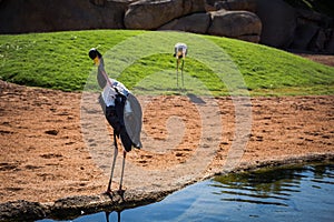 African Saddle-billed Storks