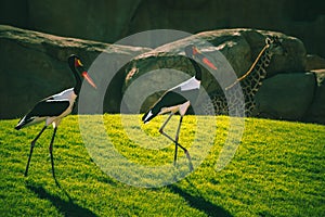 African Saddle-billed Storks