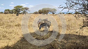 African Safari in African Savannah in search of Big Five during great migration on special safari jeep near. Herd of