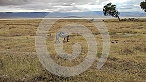 African Safari in African Savannah in search of Big Five during great migration on special safari jeep near. Herd of