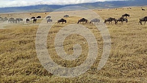 African Safari in African Savannah in search of Big Five during great migration on special safari jeep near. Herd of