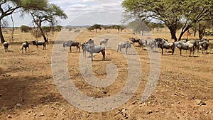 African Safari in African Savannah in search of Big Five during great migration on special safari jeep near. Herd of