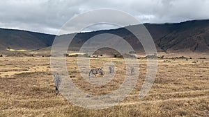 African Safari in African Savannah in search of Big Five during great migration on special safari jeep near. Herd of