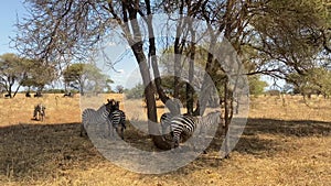 African Safari in African Savannah in search of Big Five during great migration on special safari jeep near. Herd of