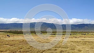 African Safari in African Savannah in search of Big Five during great migration on special safari jeep near. Herd of