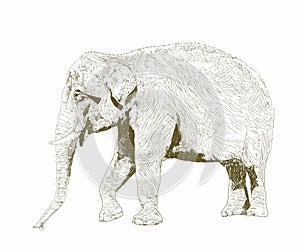 African safari animal. Indian elephant. Hand drawn sketch black and white vintage exotic tropical elephant. Vector