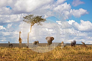 African Safari Animal Looking Out Over Land