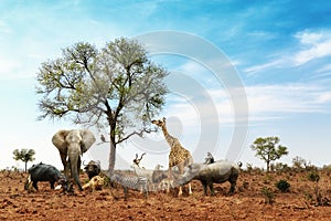 African Safari Animals Meeting Together Around Tree photo