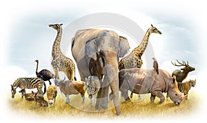 African safari and Asian animals in the theme illustration, filled with many animals, a white border image