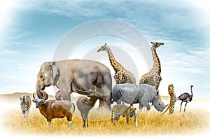 African safari and Asian animals  in the theme illustration, filled with many animals, a white border image