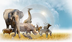 African safari and Asian animals in the theme illustration, filled with many animals, a white border image