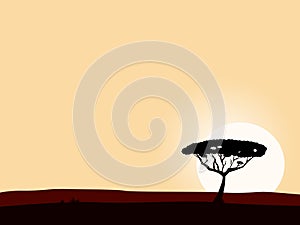 African safari background with acacia black tree