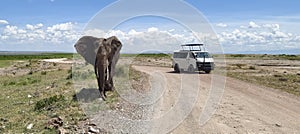 African safari. big wild elephant crossing dirt road in Amboseli national park, Kenya.