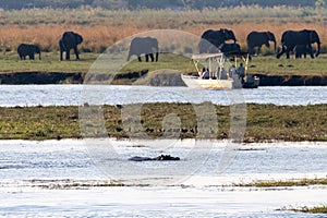 African Safari in Chobe national park